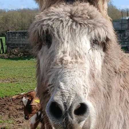 La Clé Du Bouton D'or Hébergement de vacances
